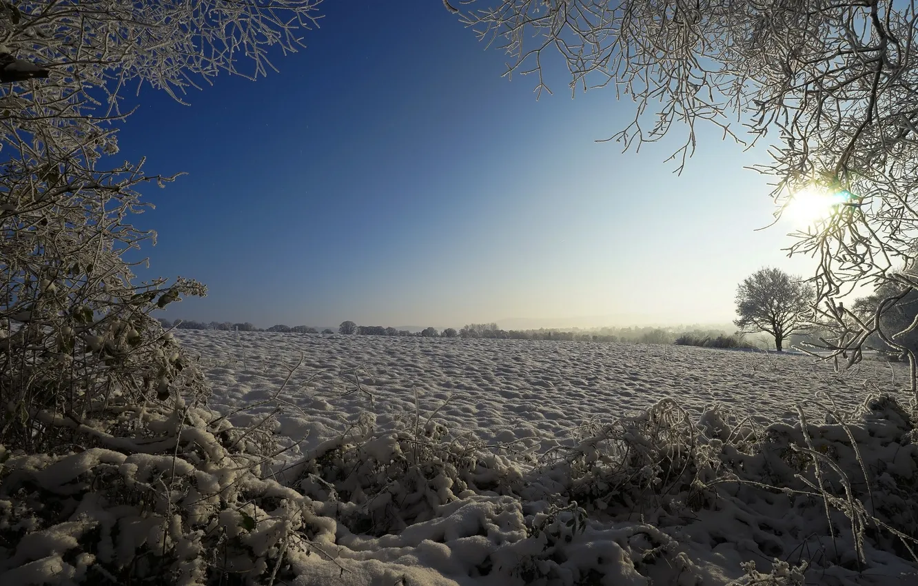 Photo wallpaper winter, frost, field, snow, branches, morning, frost