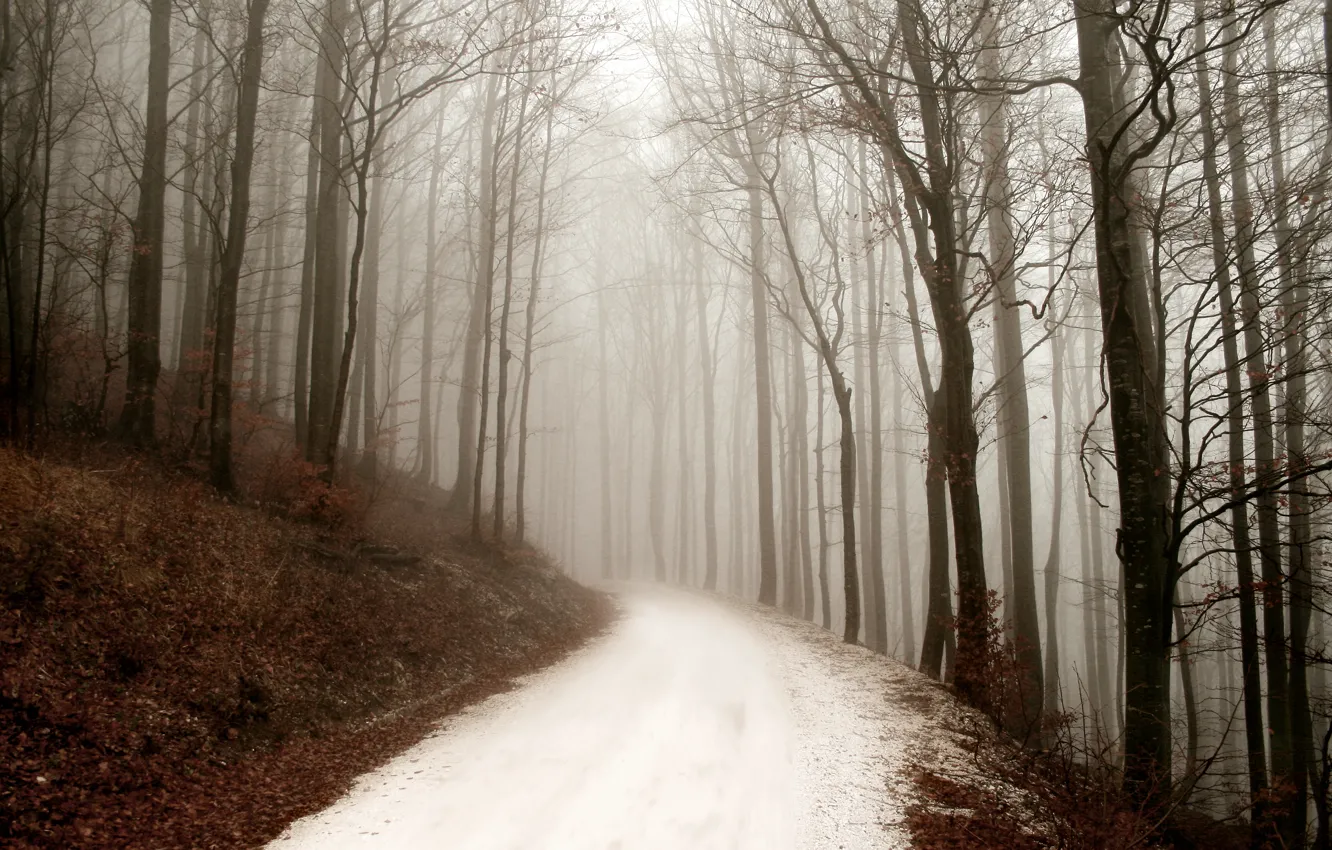 Photo wallpaper road, forest, nature, fog, forest, winter, winter day, path