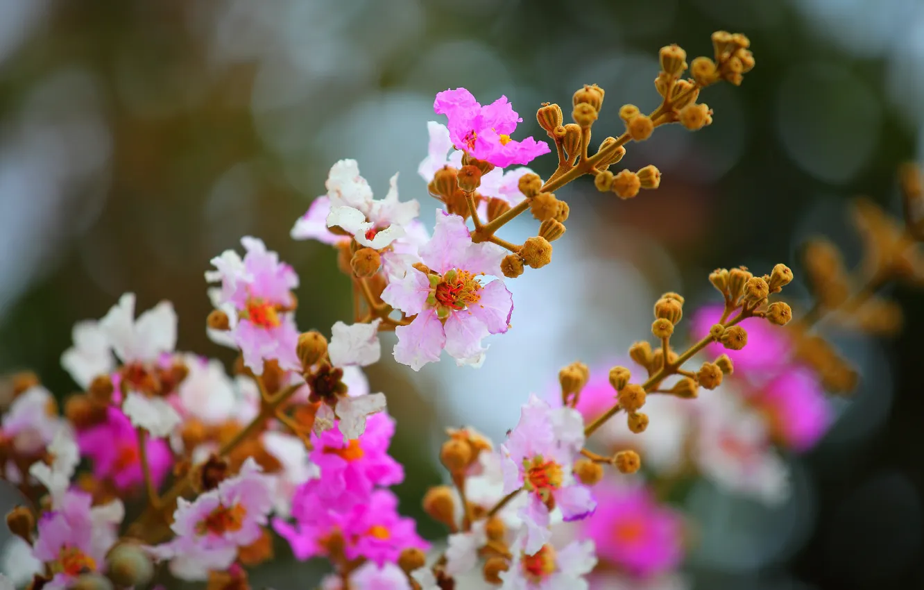 Photo wallpaper flowers, nature, plant, petals