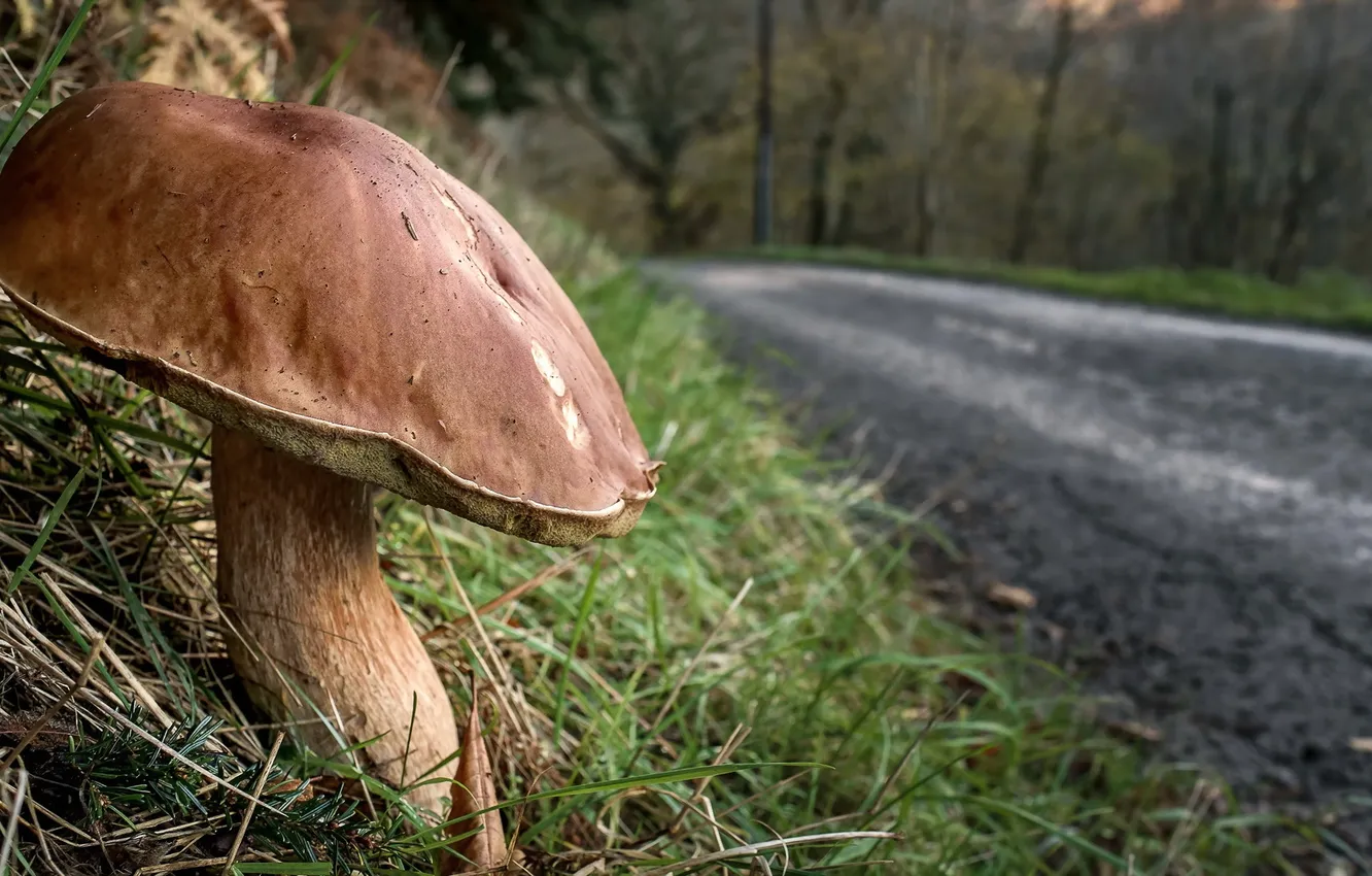 Photo wallpaper road, nature, mushrooms