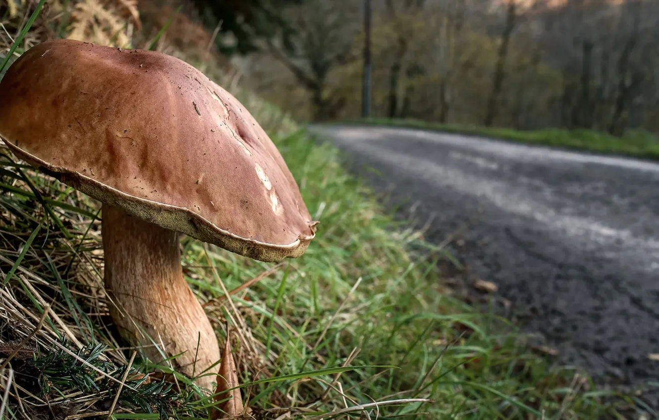Photo wallpaper road, nature, mushroom
