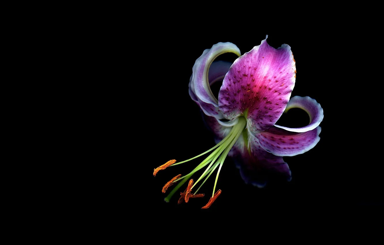 Photo wallpaper flower, light, background, Lily, shadow, petals