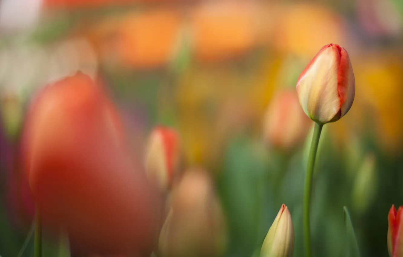 Photo wallpaper field, orange, focus, spring, blur, tulips