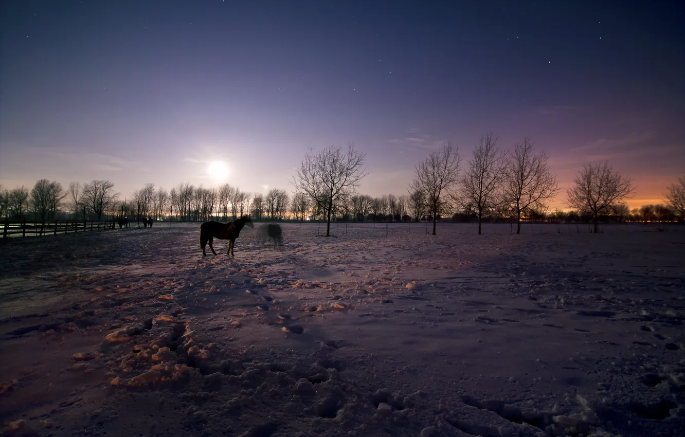 Photo wallpaper winter, field, night, horses