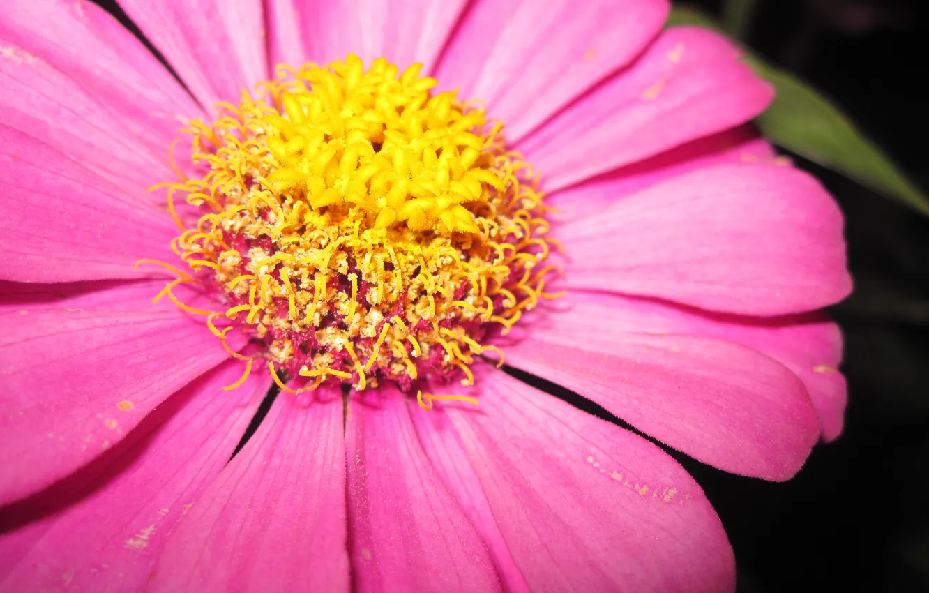 Photo wallpaper macro, flowers, yellow, pink, composition