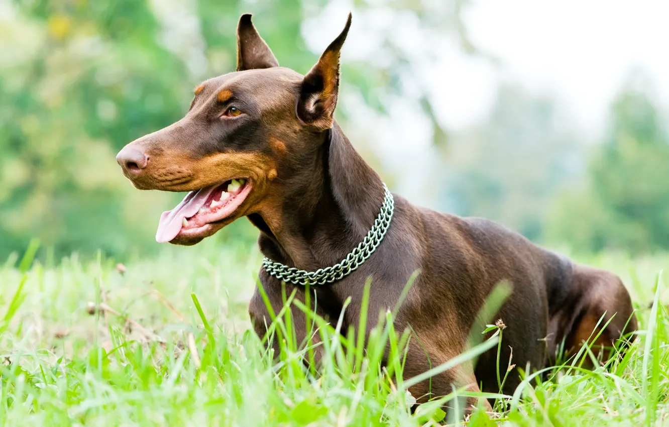 Photo wallpaper grass, mouth, collar, female, yazye, Osh, Dobermans, brown Podpaly