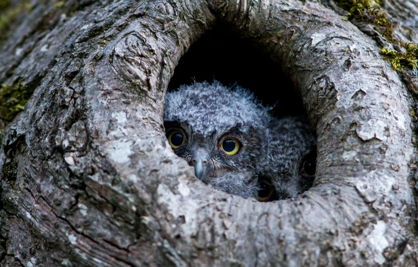 Photo wallpaper eyes, owls, Chicks, the hollow
