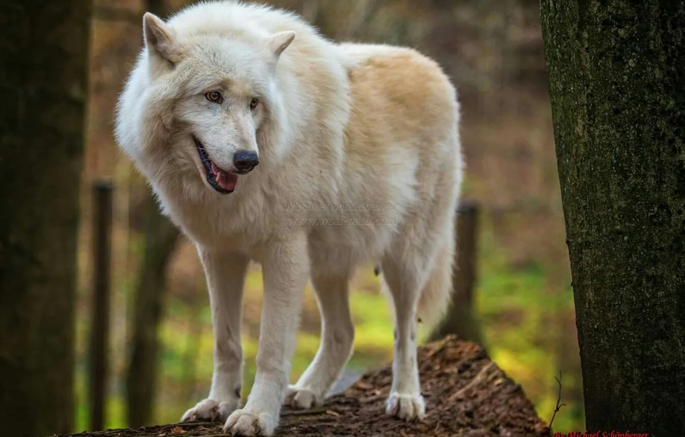 Photo wallpaper nature, snow, predator, face, animal, wolf, wildlife, portrait