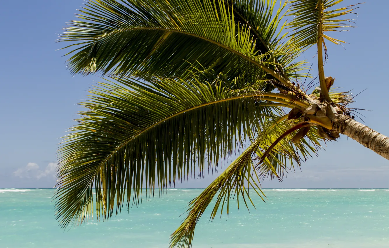 Photo wallpaper sand, sea, beach, summer, the sky, the sun, palm trees, shore