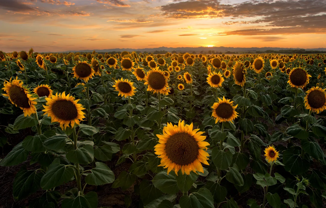 Photo wallpaper field, summer, the sky, the sun, clouds, sunflowers, sunset, flowers