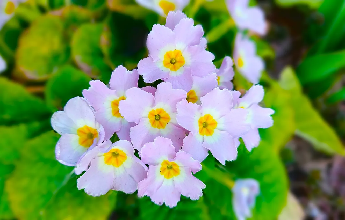 Photo wallpaper flowerbed, Primula, spring 2024