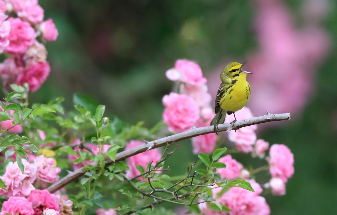 Photo wallpaper flowers, bokeh, bird, flowering, branches, spring