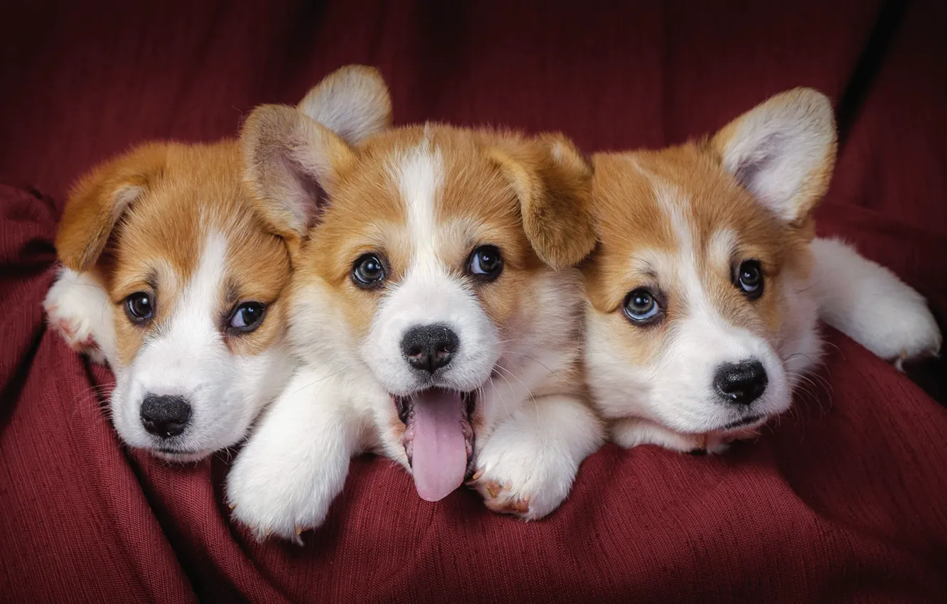 Photo wallpaper dogs, puppies, three, three, dogs, puppies
