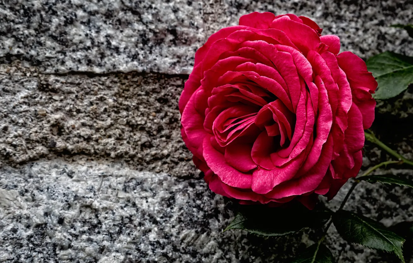 Photo wallpaper stone, rose, Bud