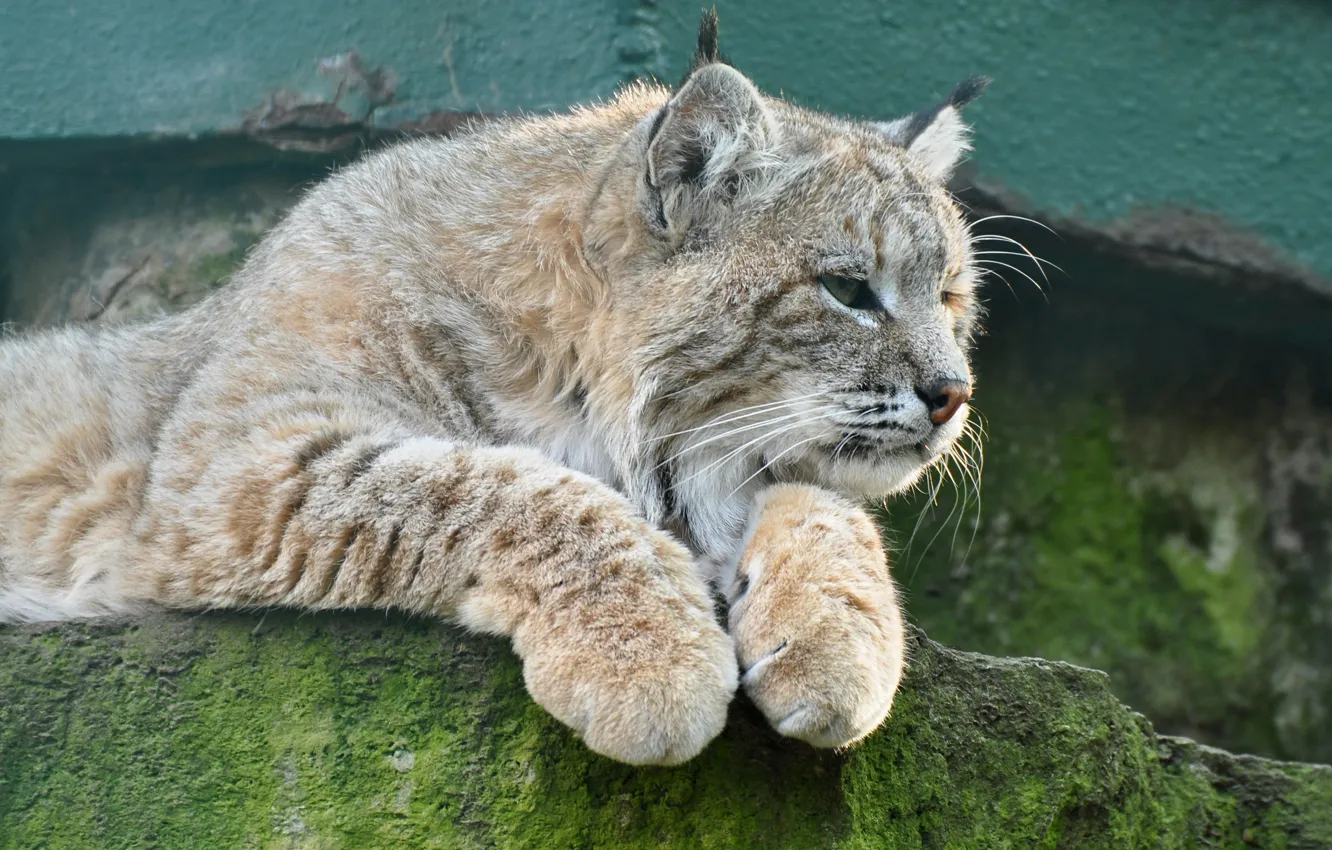 Photo wallpaper cat, look, stones, lynx, ©Tambako The Jaguar