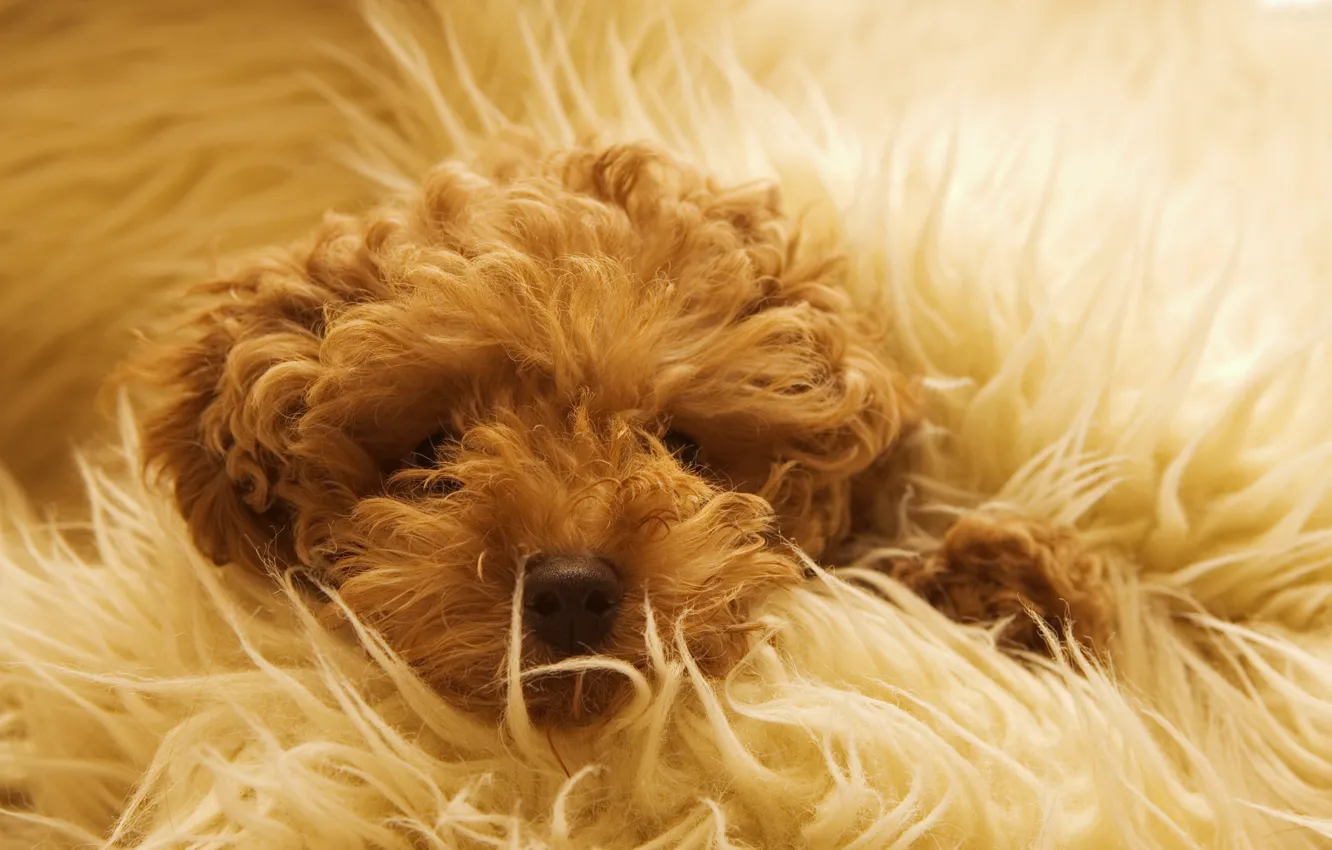 Photo wallpaper dog, wool, blanket