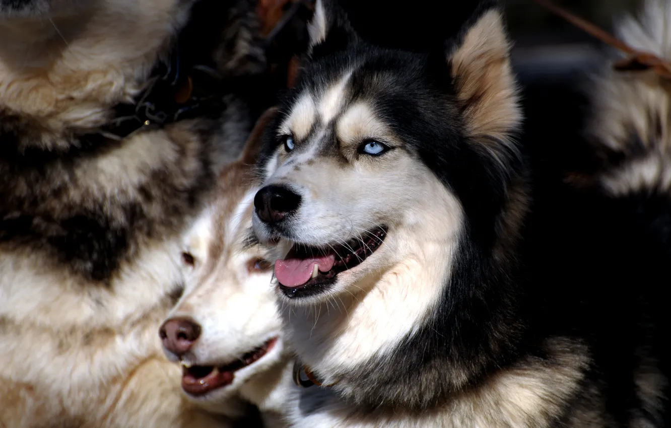 Photo wallpaper dogs, eyes, pack, husky