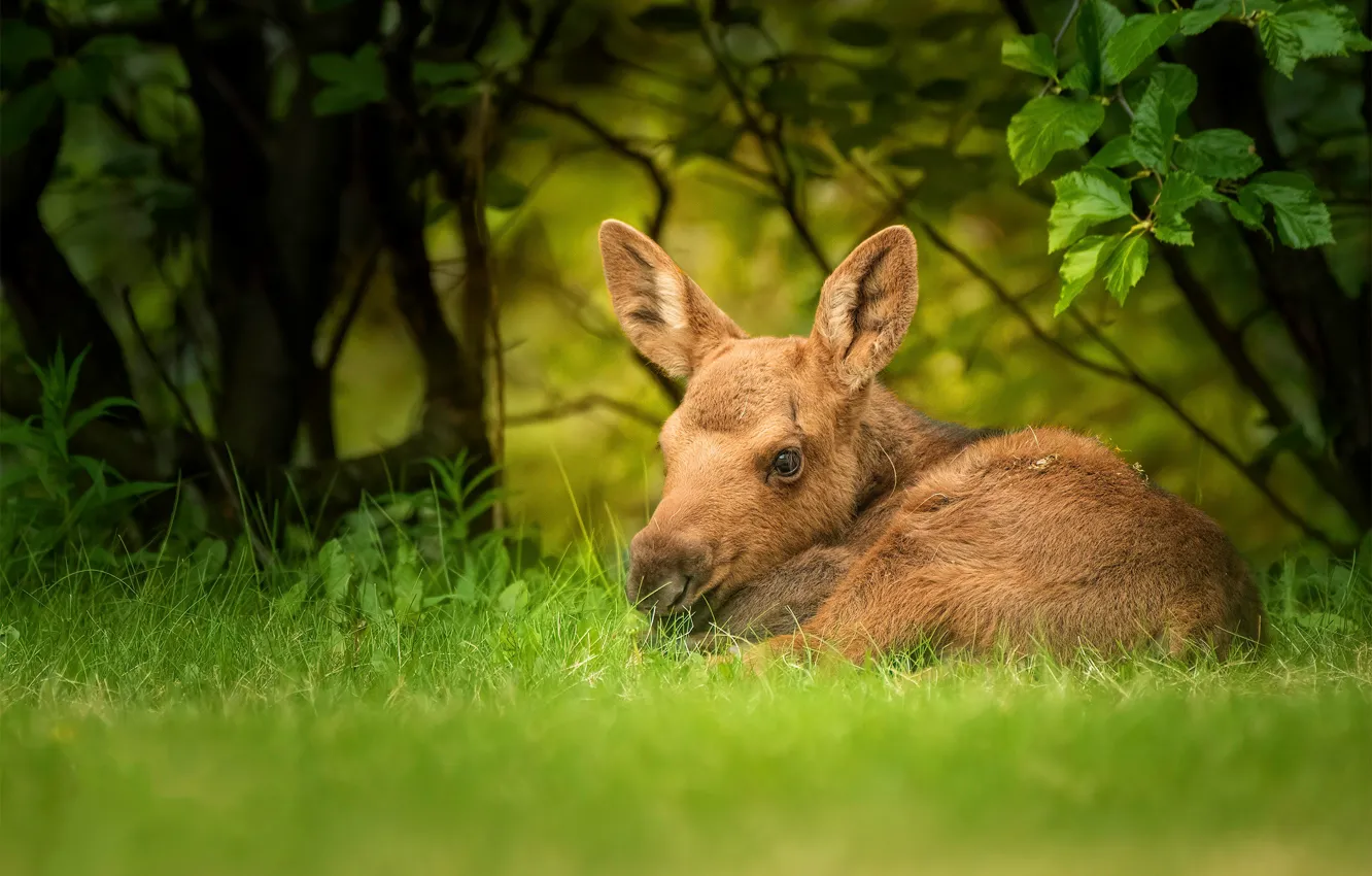Photo wallpaper grass, leaves, branches, moose, calf