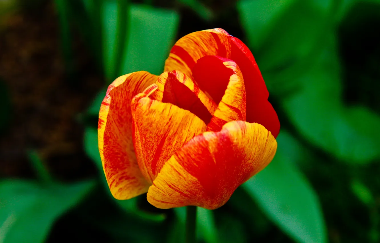 Photo wallpaper orange, tulips, orange, tulip