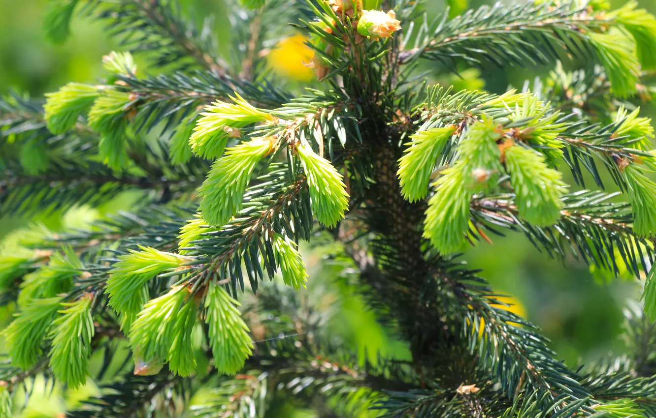 Photo wallpaper pine, twig, greew