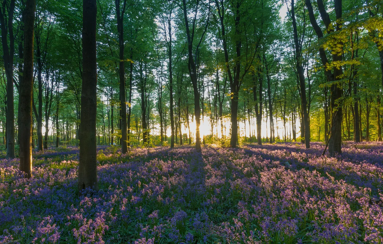 Photo wallpaper forest, trees, flowers, Park, spring, bells