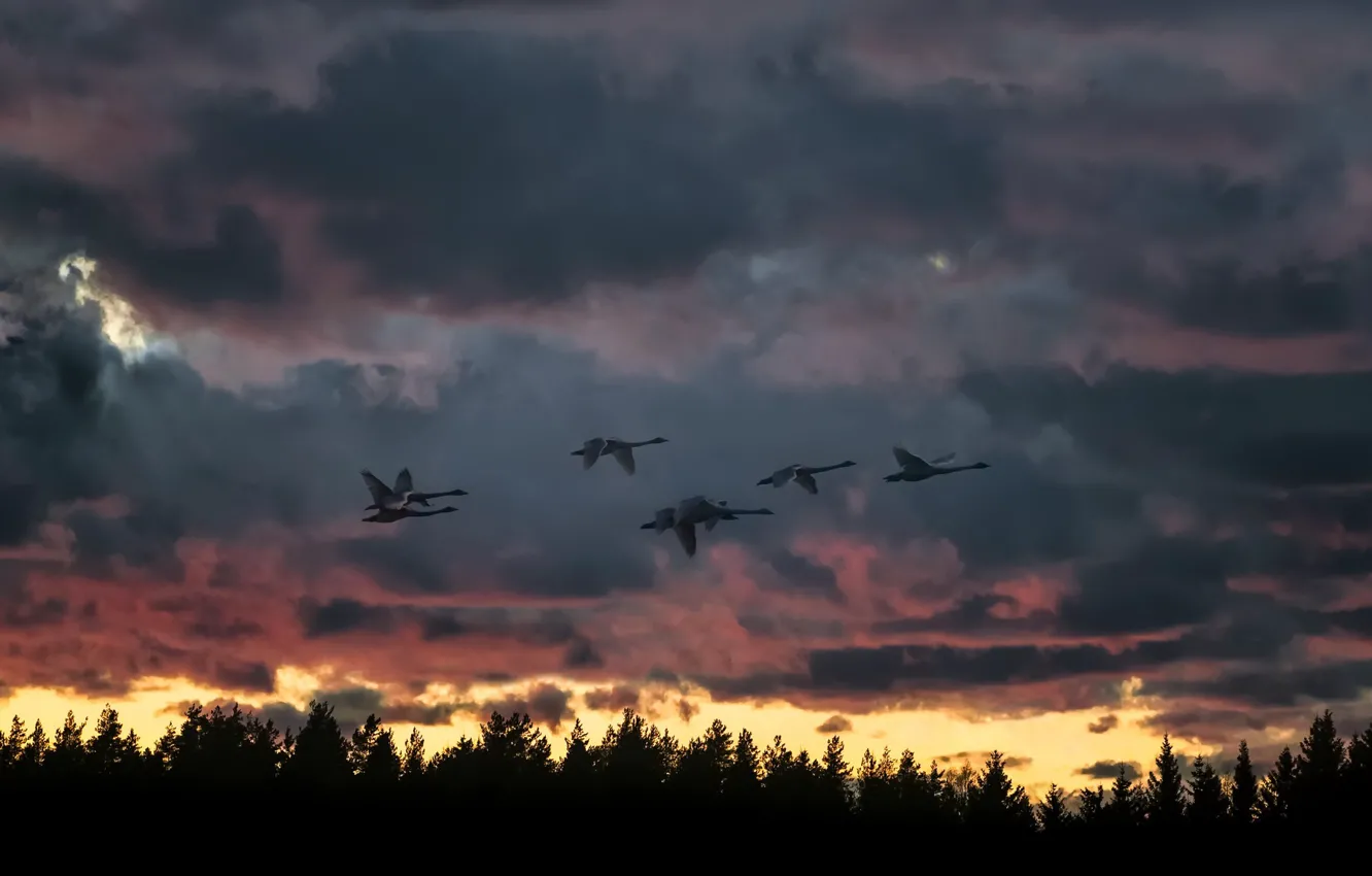 Photo wallpaper sunset, birds, nature, flight, swans