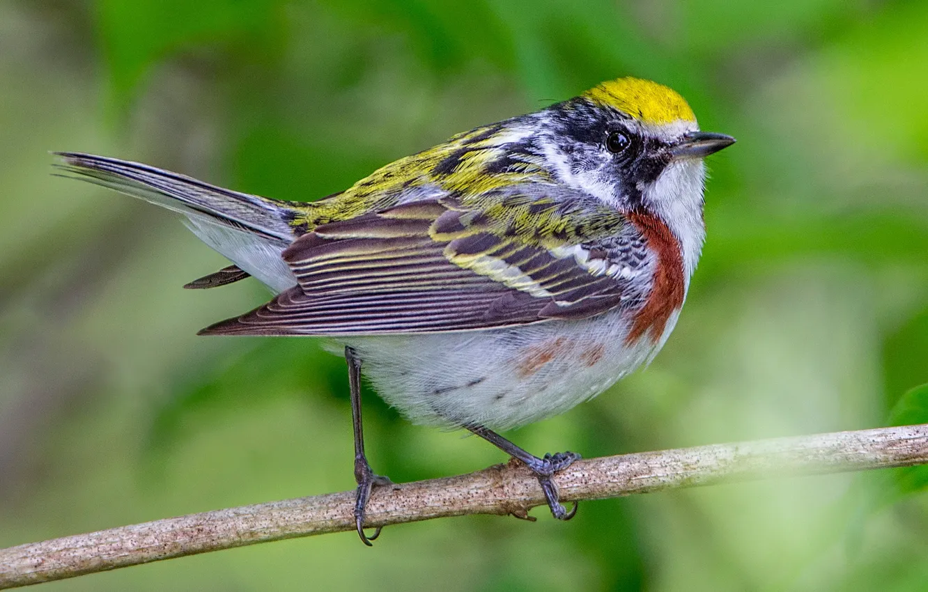Photo wallpaper branches, nature, bird, galtasaray forest songster