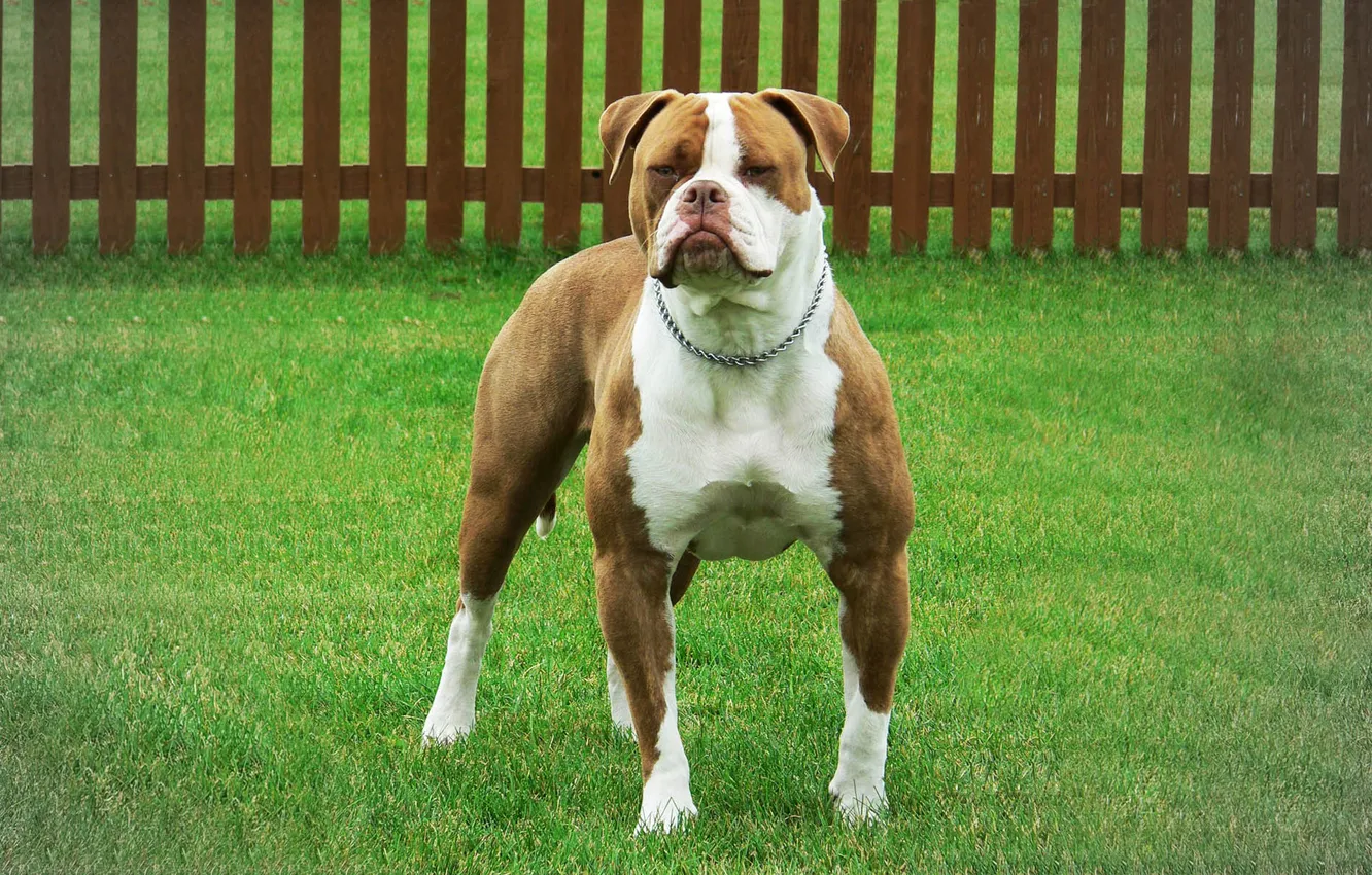 Photo wallpaper animals, dog, American bulldog, smooth-haired