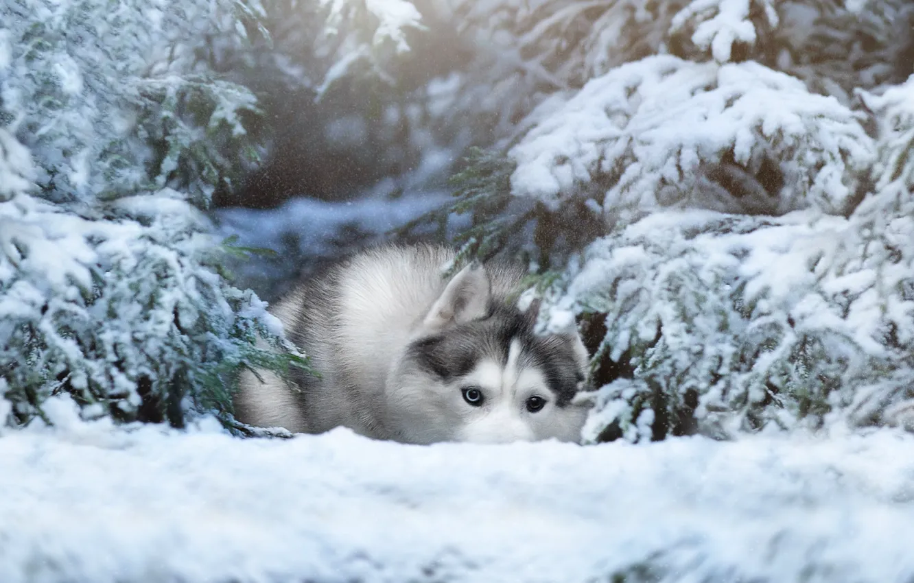 Photo wallpaper winter, snow, trees, nature, animal, dog, ate, husky