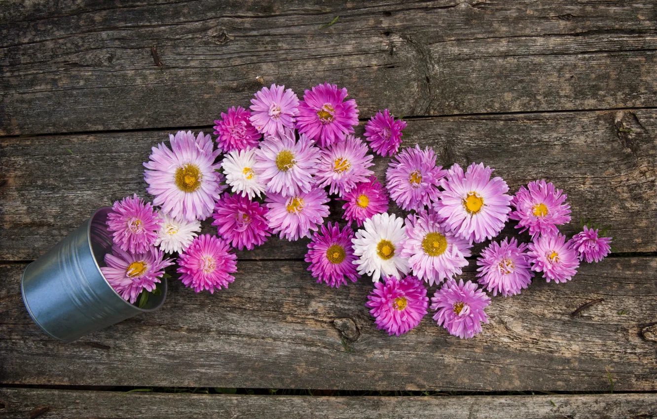 Photo wallpaper bucket, pink, asters