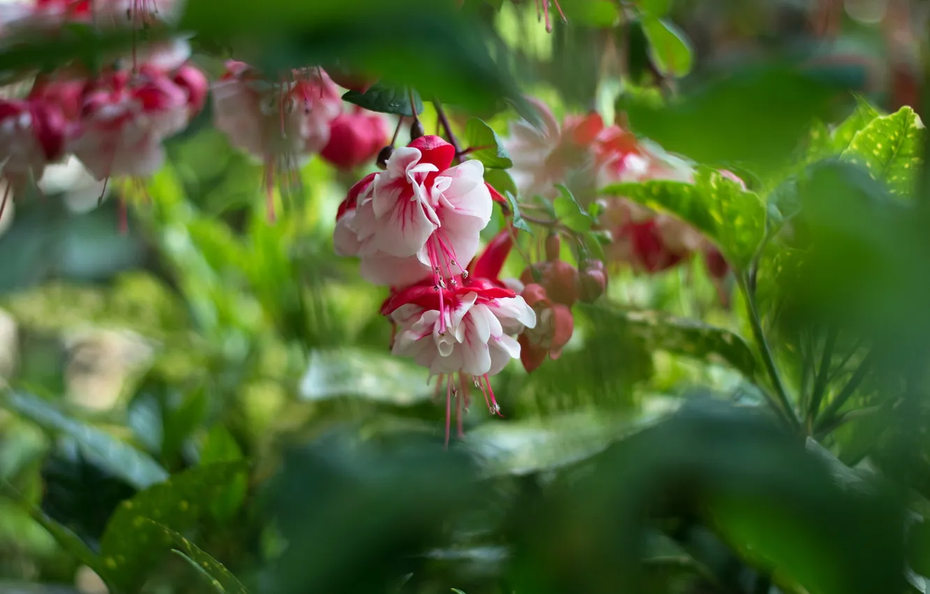 Photo wallpaper summer, flowers, nature