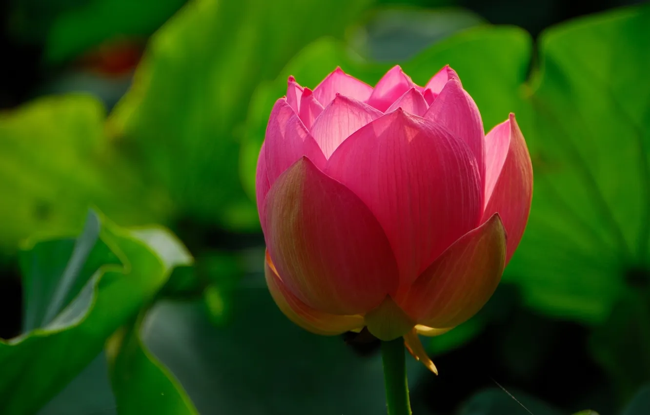 Photo wallpaper macro, Lotus, buds