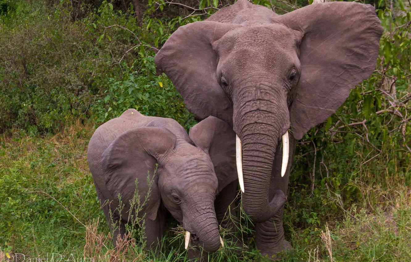 Photo wallpaper elephants, the elephant, elephant