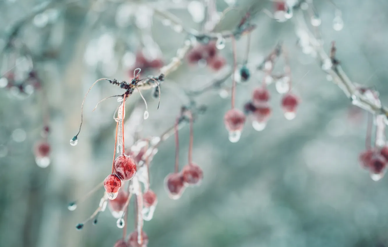 Photo wallpaper ice, autumn, berries
