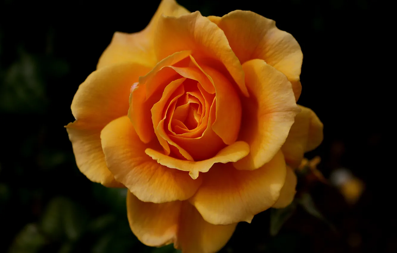 Photo wallpaper flowers, orange, the dark background, roses