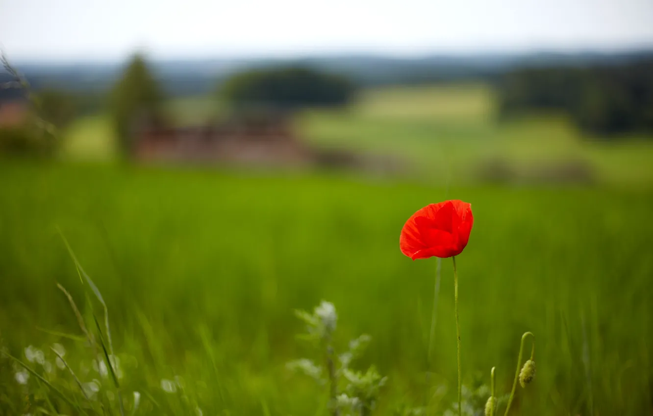 Photo wallpaper greens, field, grass, flowers, red, background, Wallpaper, Mac