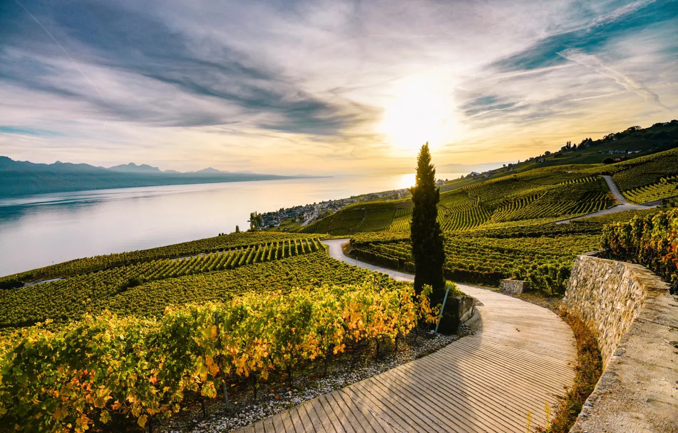Photo wallpaper field, trees, Switzerland, vineyard, Lavaux, lake Geneva, Laveau