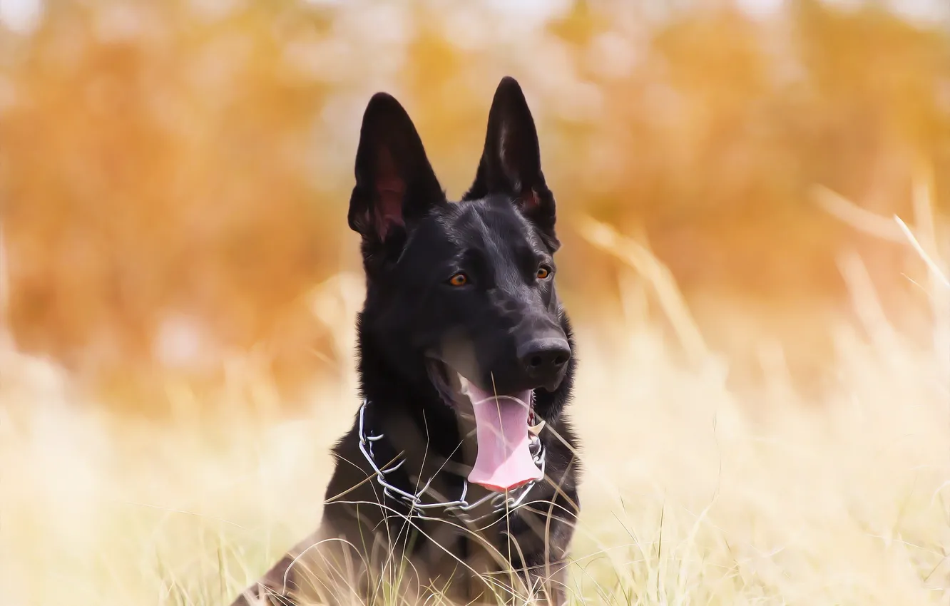 Photo wallpaper language, look, background, each, weed, German shepherd