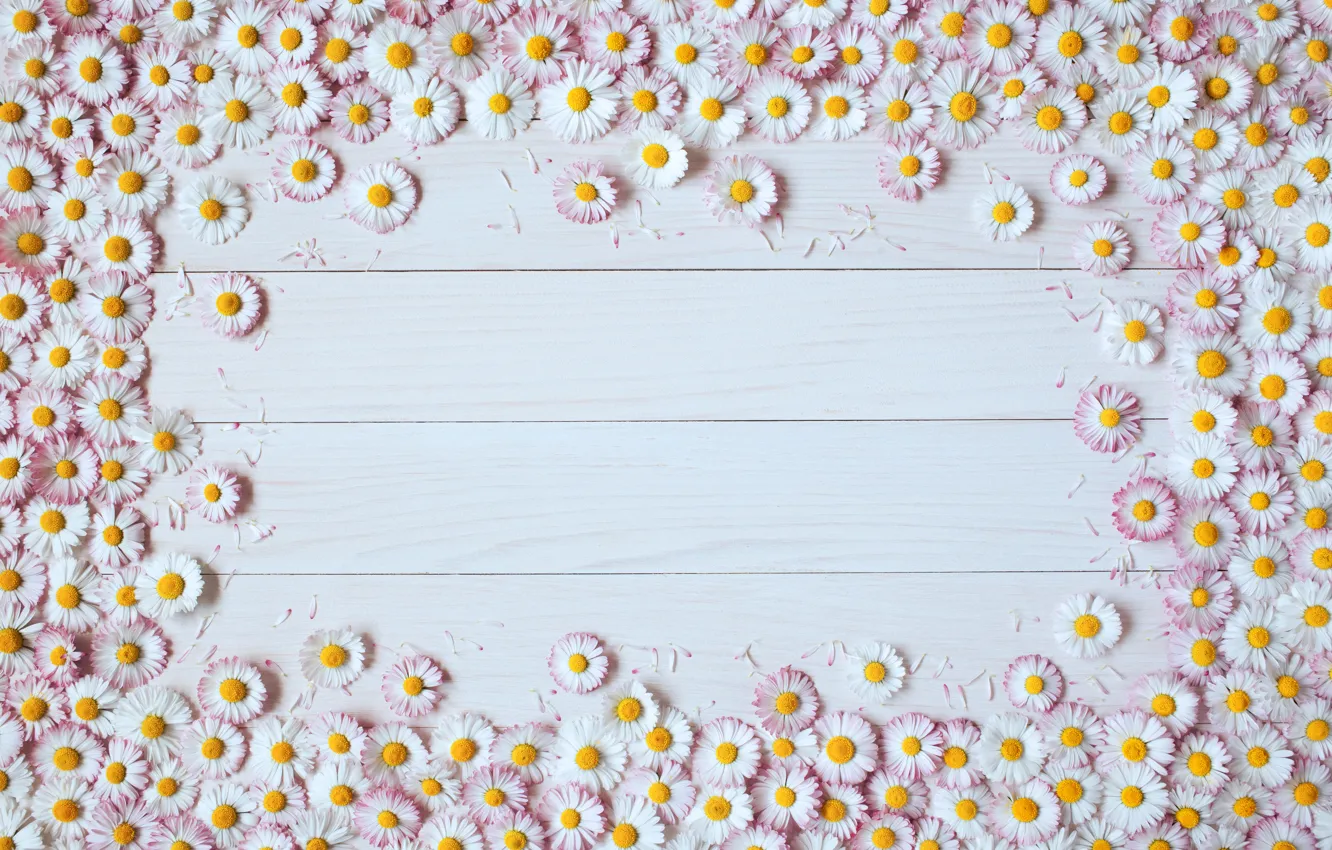 Photo wallpaper flowers, Board, chrysanthemum