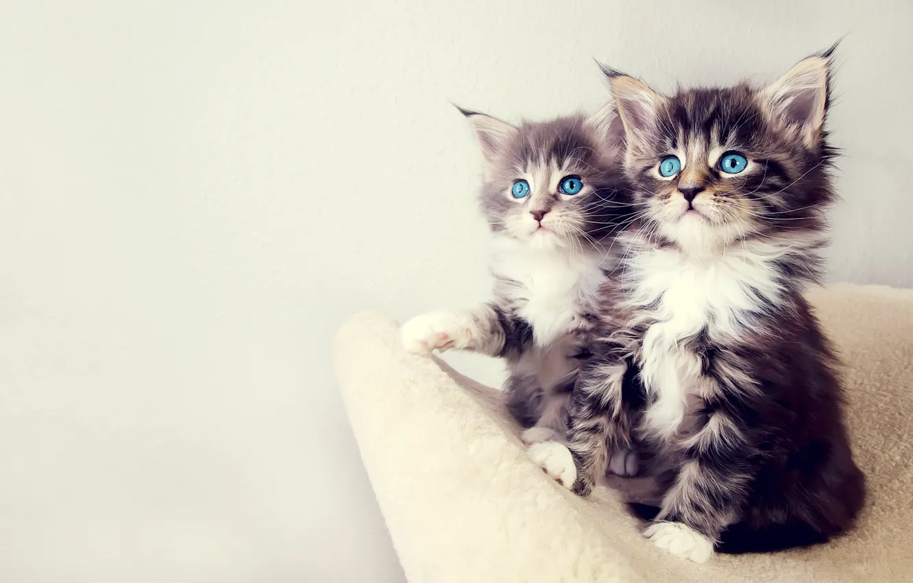 Photo wallpaper eyes, look, kittens