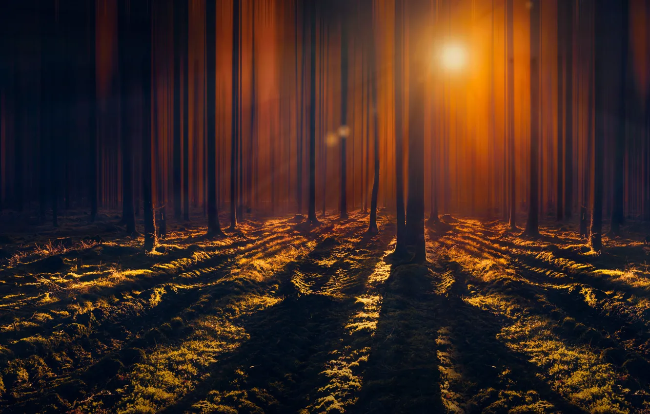 Photo wallpaper forest, rays, trees