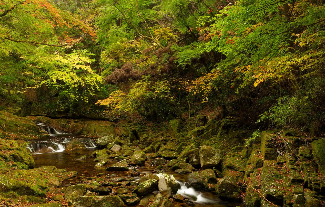 Photo wallpaper autumn, forest, trees, stream, stones, thickets