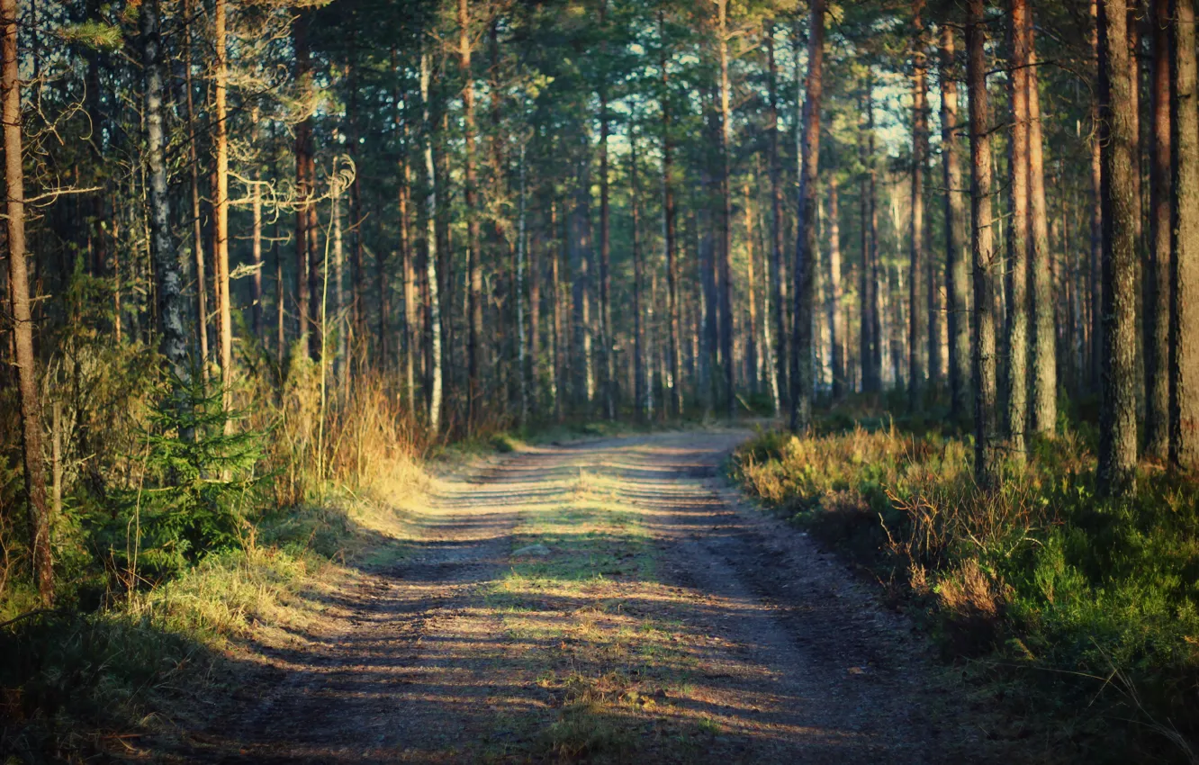 Photo wallpaper road, forest, grass