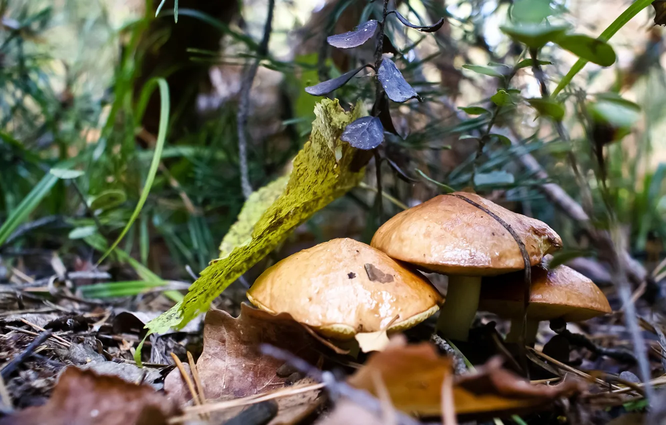 Photo wallpaper forest, grass, leaves, mushrooms, moss, boletus