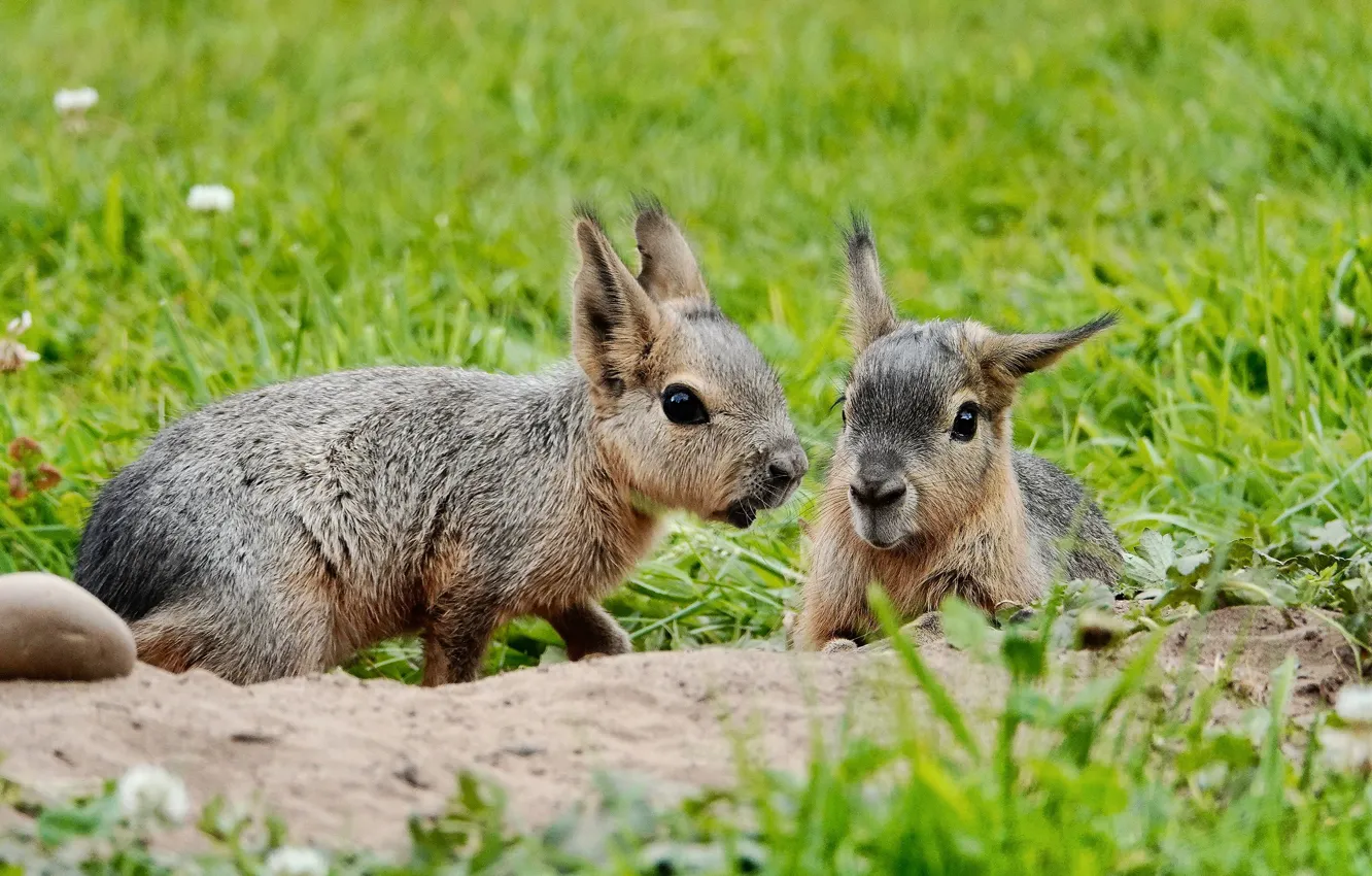 Photo wallpaper grass, a couple, two, rodent, faces, the Patagonian hare, Mara, Patagonian Mara