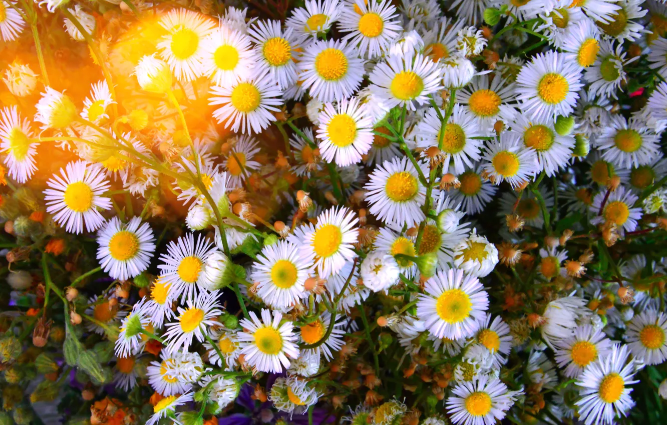 Photo wallpaper Flowers, flowering, Daisy