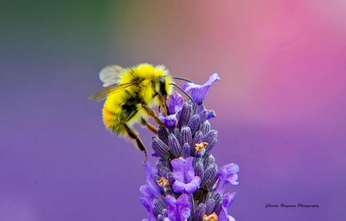 Photo wallpaper macro, flowers, bee, lavender