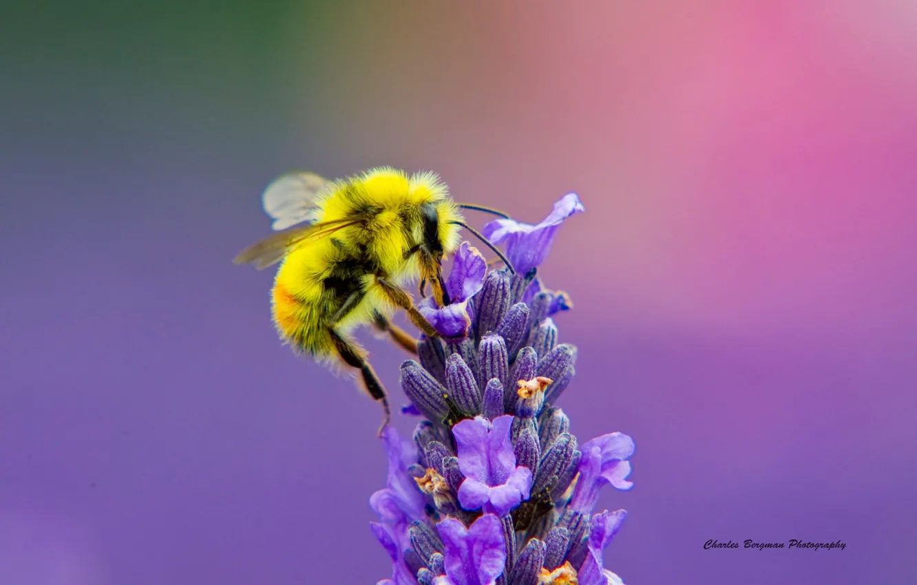 Photo wallpaper flower, macro, bee, lavender
