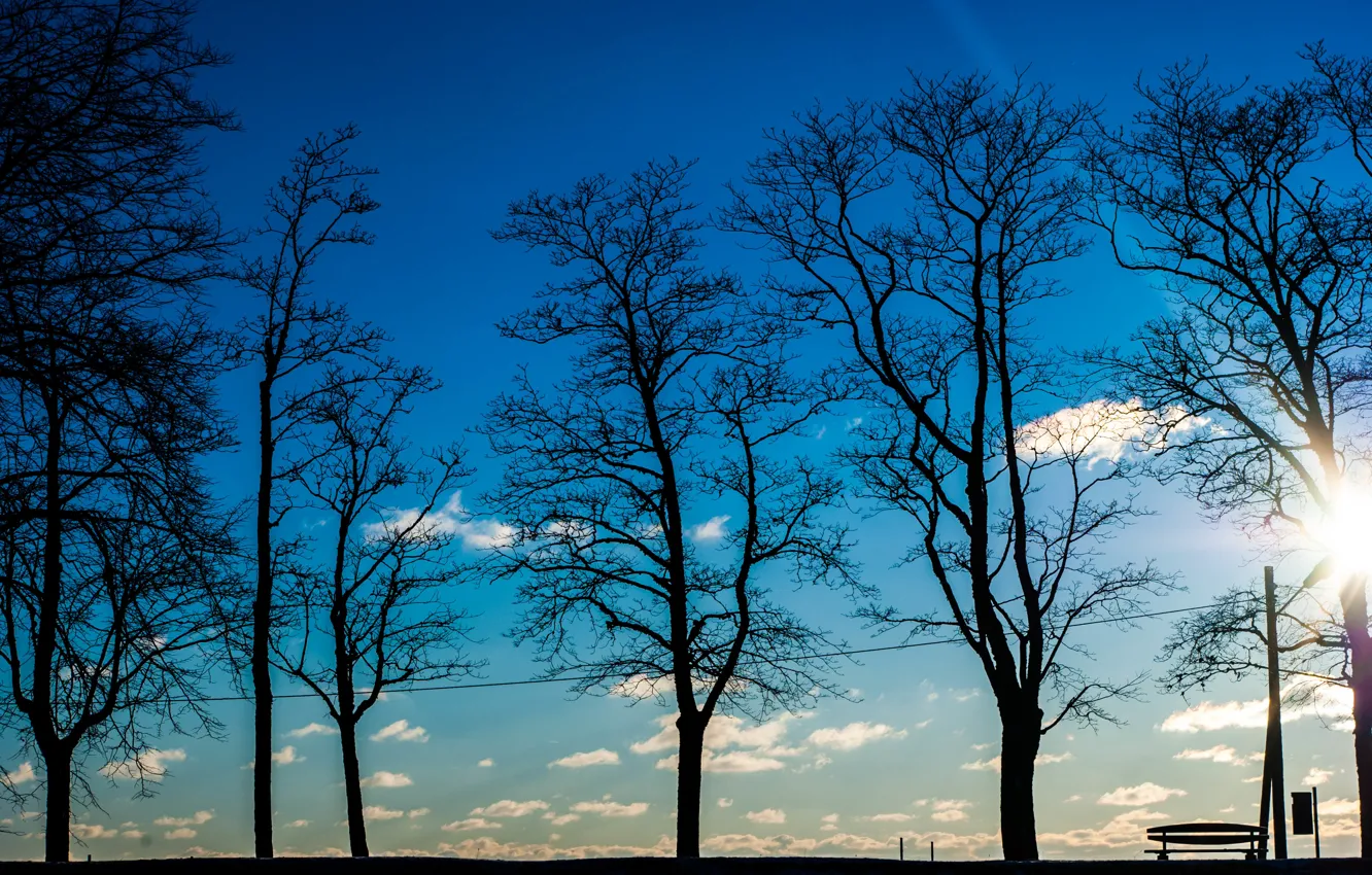 Photo wallpaper the sky, trees, Nature, silhouettes, sky, trees, nature