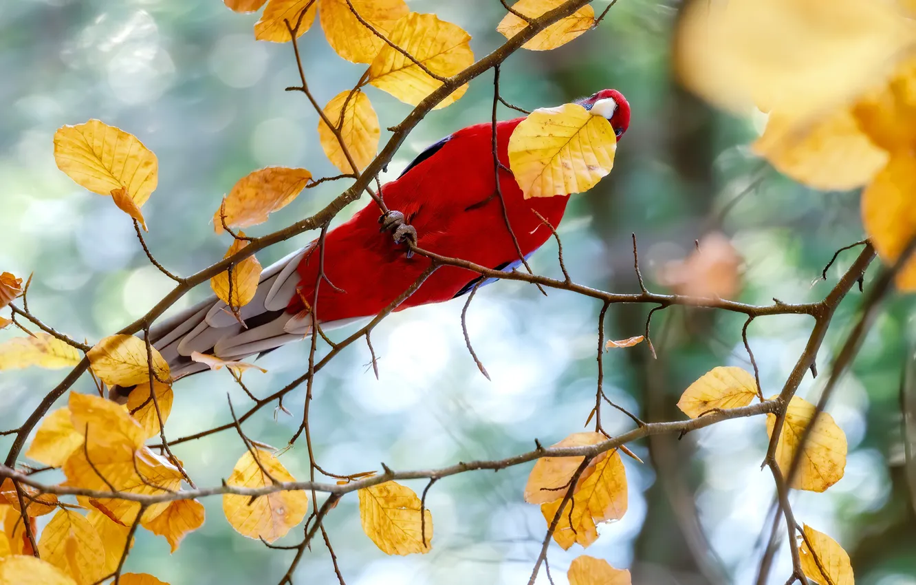 Photo wallpaper autumn, branches, red, tree, bird, leaf, yellow, parrot